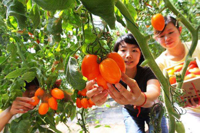 家庭农场种植什么好?家庭农场有什么项目好做?
