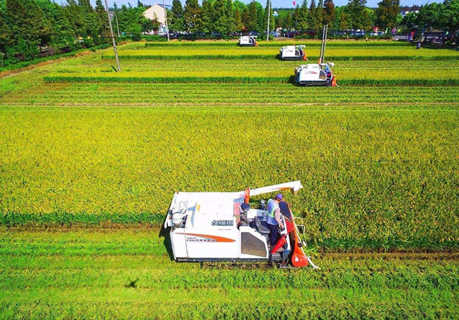 家庭农场