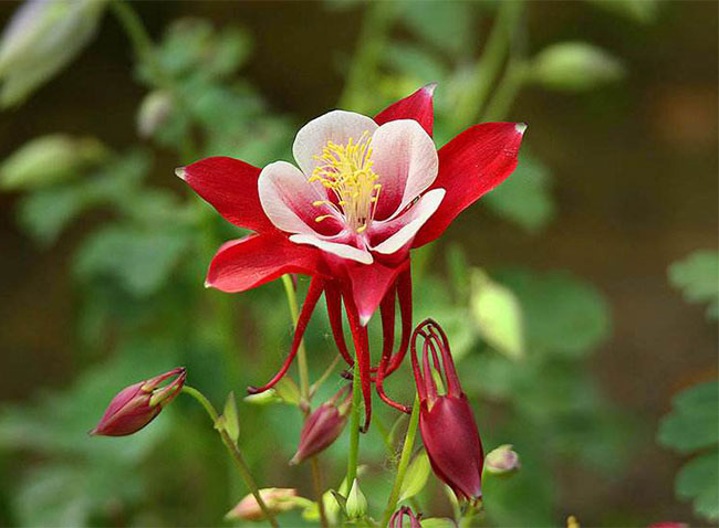耧斗菜