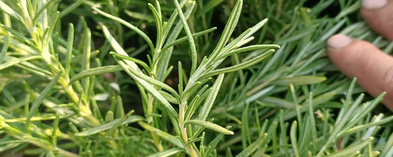 百里香怎么种(百里香种植方法)
