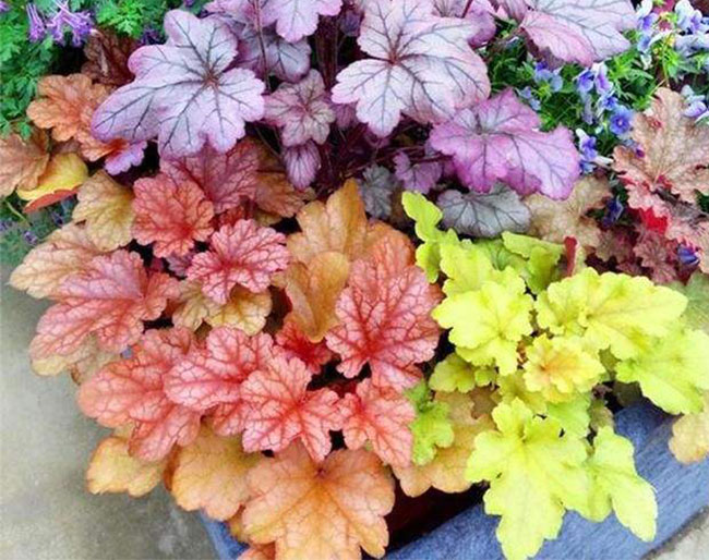 冬天庭院适合种的几种植物，好看又好养(图文)