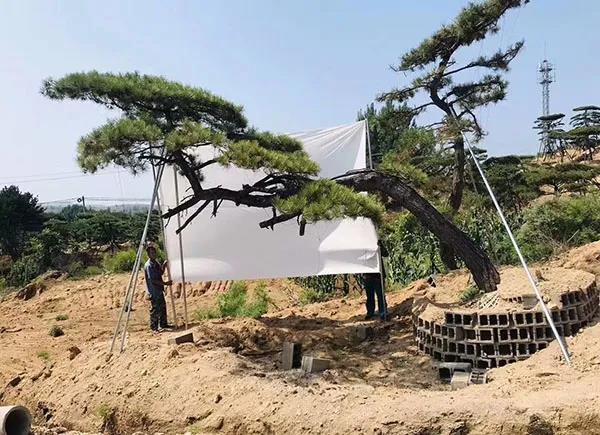 苗木销售旺季，这6条“细则”要记牢