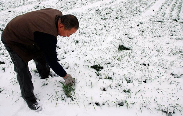 大雪覆盖小麦