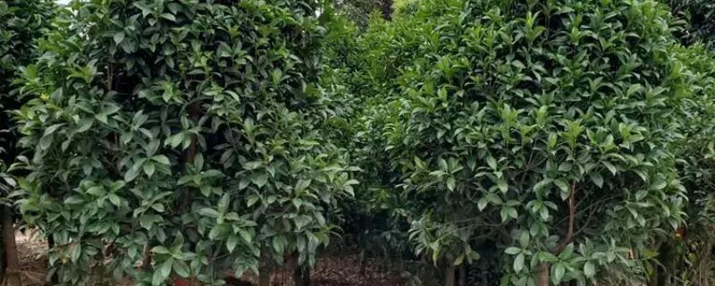 桂花树