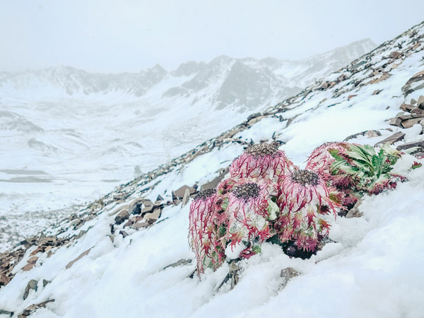 水母雪兔子