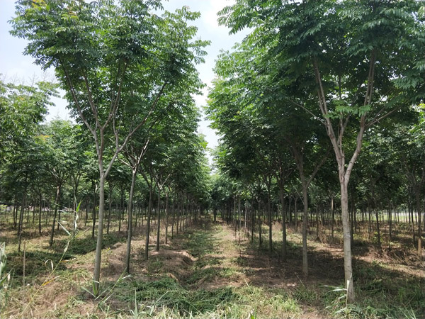 栾树苗圃实拍图