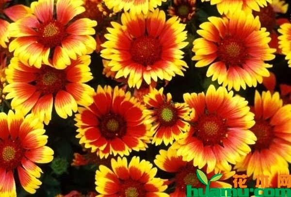 宿根天人菊花语是什么？天人菊的花期什么时候？