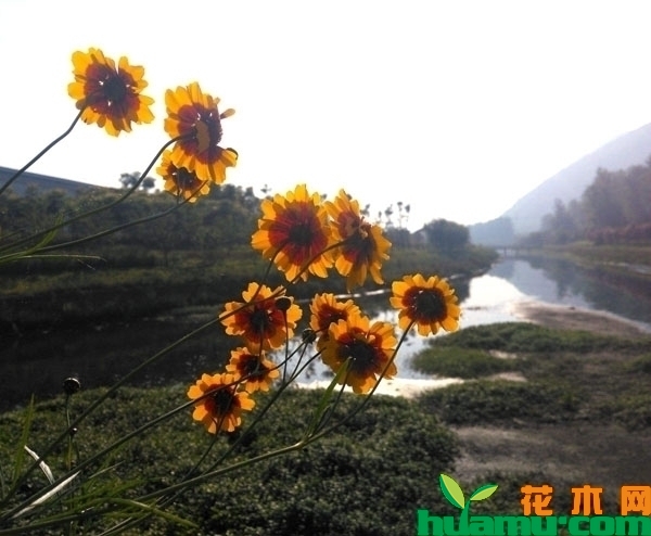 天人菊