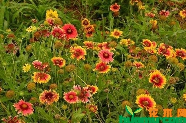 天人菊