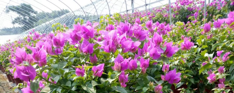 三角梅在安徽能种植吗