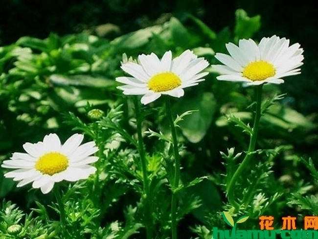 白晶菊种子怎么种？白晶菊什么时候播种好？