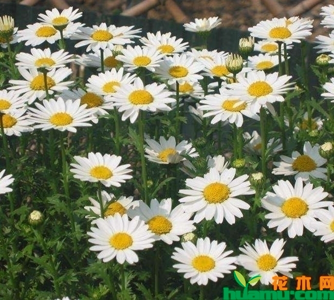 白晶菊种子怎么种？白晶菊种子播种几天发芽？