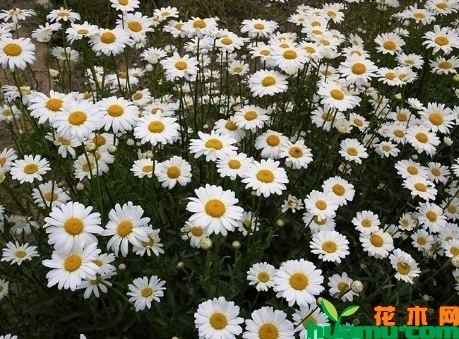 白晶菊种子播种时间.jpg