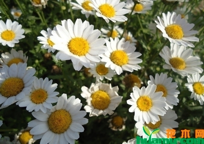 白晶菊种子种植图片.jpg.jpg