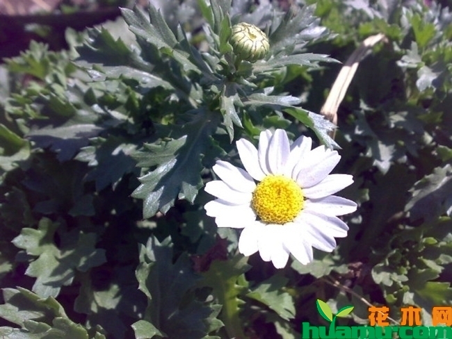 白晶菊种子种植方法