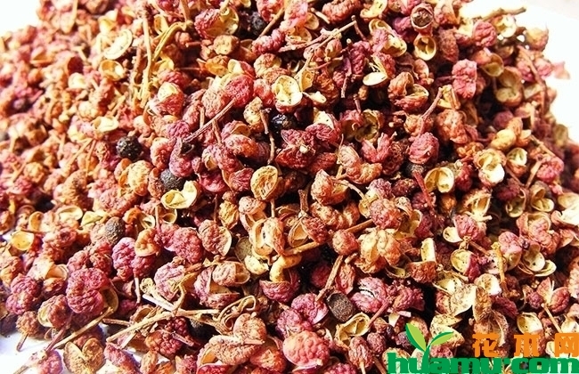 今年花椒价格多少钱一斤？2019年花椒树苗种植前景怎么样？