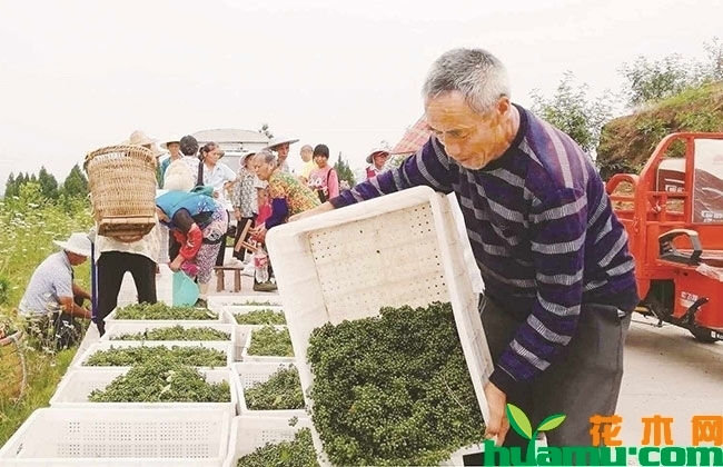 2019年花椒树苗价格行情分析