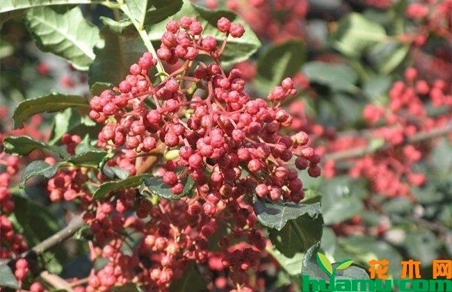 2019年花椒树苗种植前景怎么样？