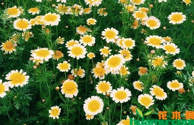 雏菊