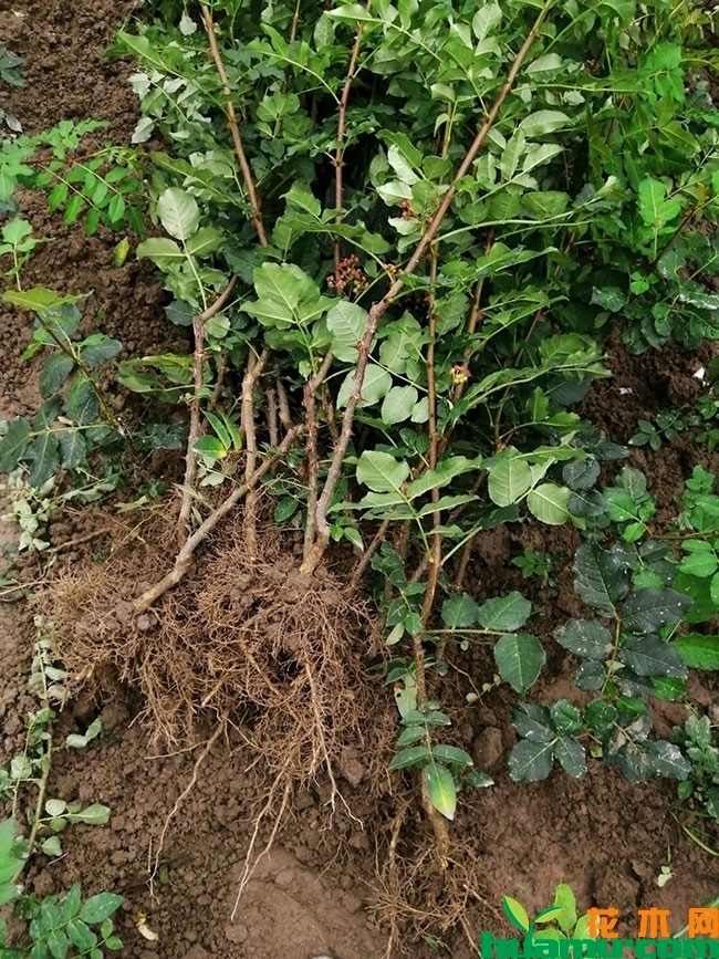花椒的产地在什么地方?全国花椒主要产地分布介绍 花椒的产地在什么地方?全国花椒主要产地分布介绍