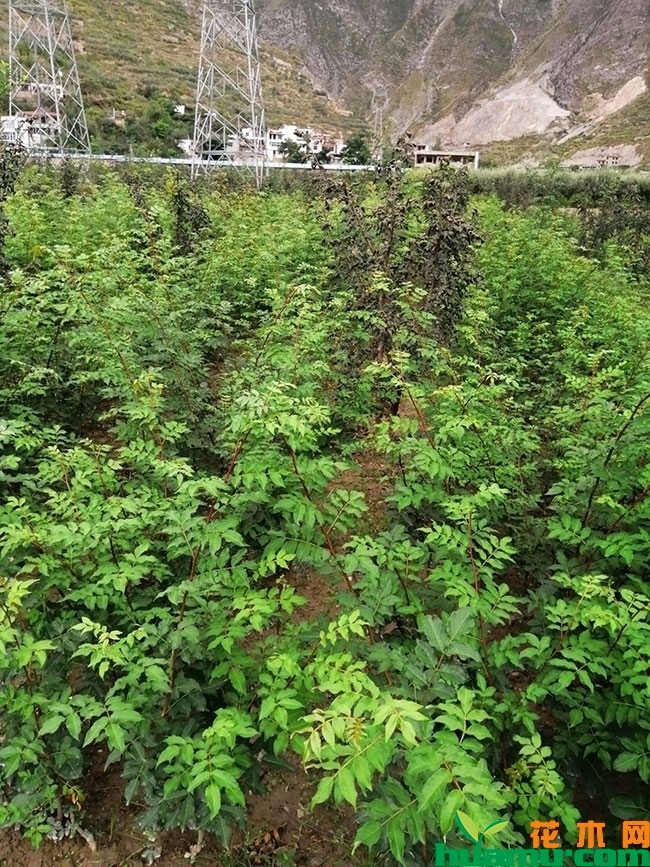 花椒的产地在什么地方?全国花椒主要产地分布介绍 花椒的产地在什么地方?全国花椒主要产地分布介绍