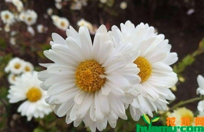 白晶菊