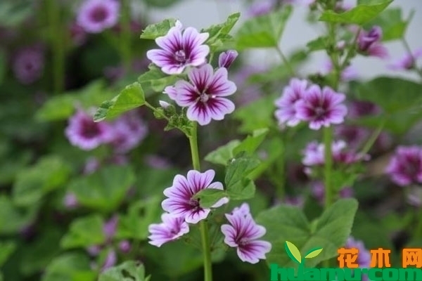 锦葵几月份种植？锦葵种子种植方法有哪些？