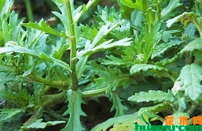 白晶菊什么时候播种好