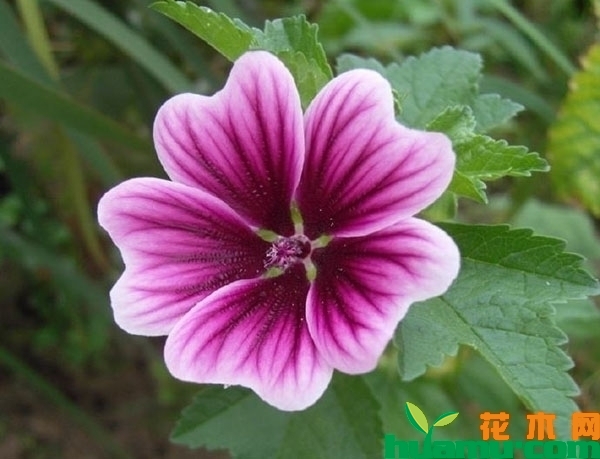 锦葵