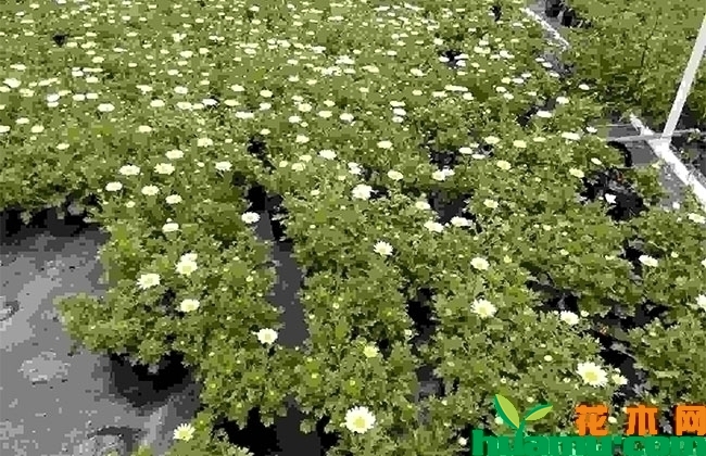 白晶菊几月份开花?白晶菊花语什么意思？