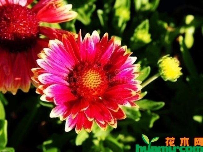 天人菊实拍高清图片.jpg