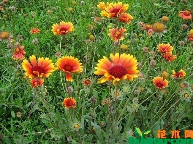 宿根天人菊种植.jpg