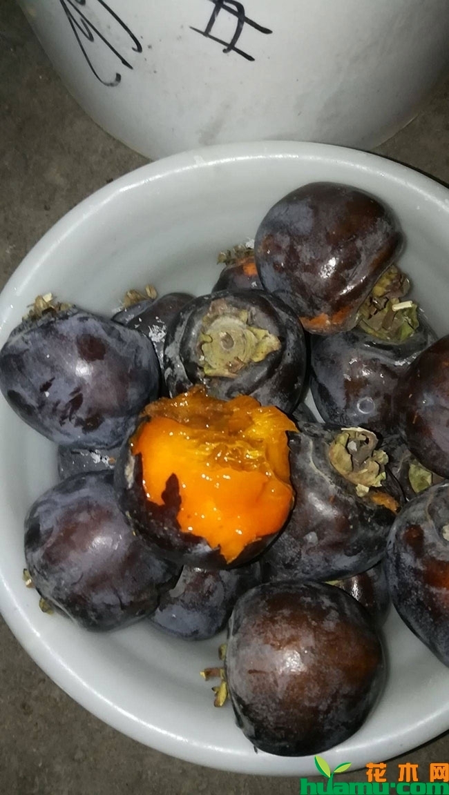 黑柿子有几个品种?黑柿子树苗几年结果?