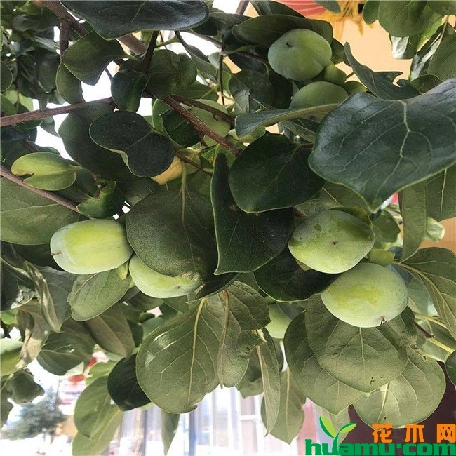 黑柿子
