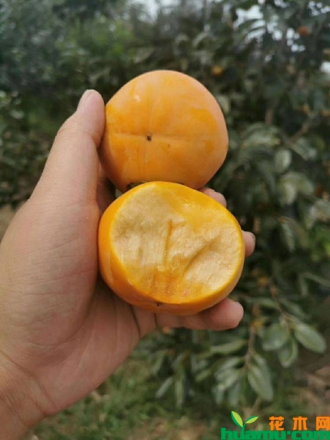 柿子产地