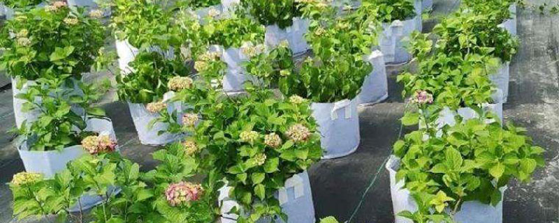 无纺布袋种植优缺点