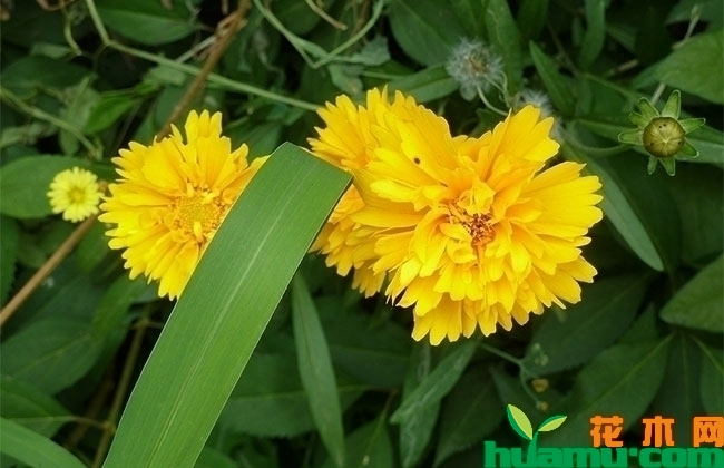 重瓣金鸡菊