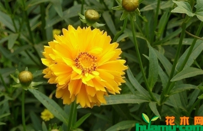 重瓣金鸡菊
