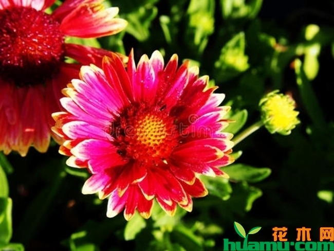 天人菊高清图片.jpg