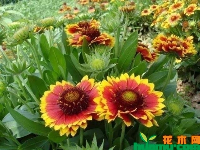 天人菊怎样管理？天人菊种植管理方法分享