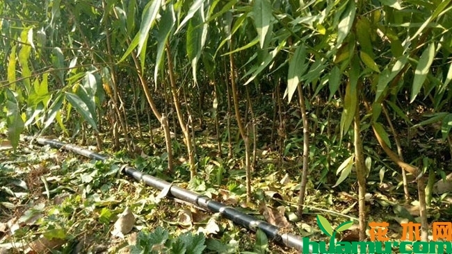 黄桃产地有哪些?全中国三大黄桃产地介绍 黄桃产地有哪些?全中国三大黄桃产地介绍