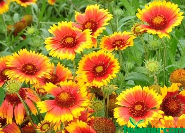天人菊开花时间.jpg