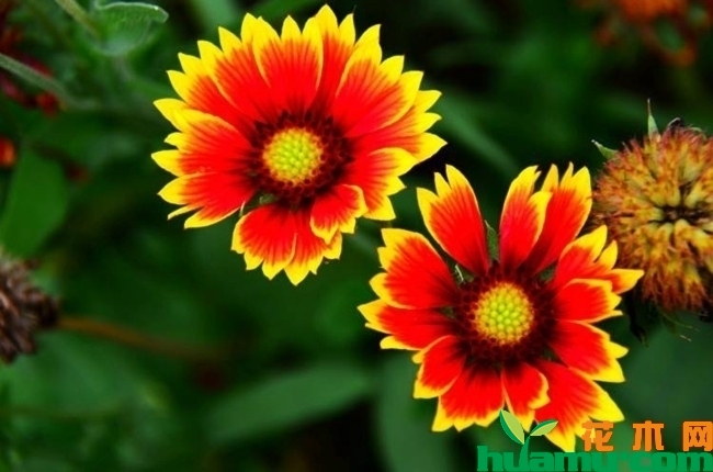 天人菊开花.jpg