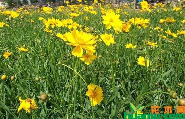 2019年最新大叶金鸡菊价格 大叶金鸡菊种子价格