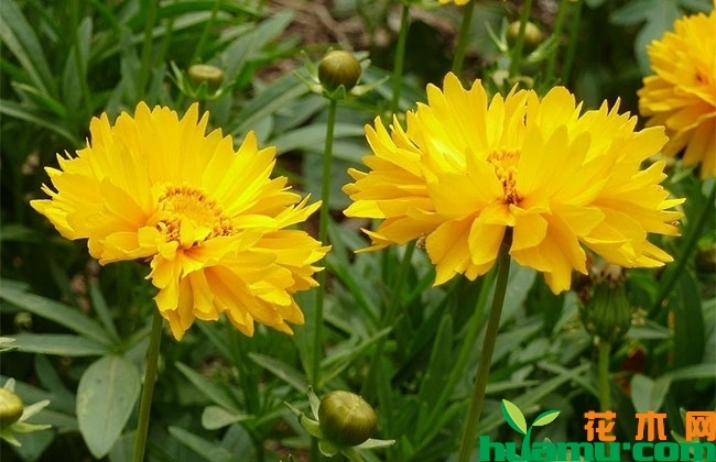 大叶金鸡菊