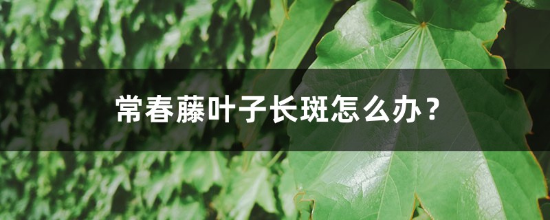 常春藤叶子长斑怎么办？