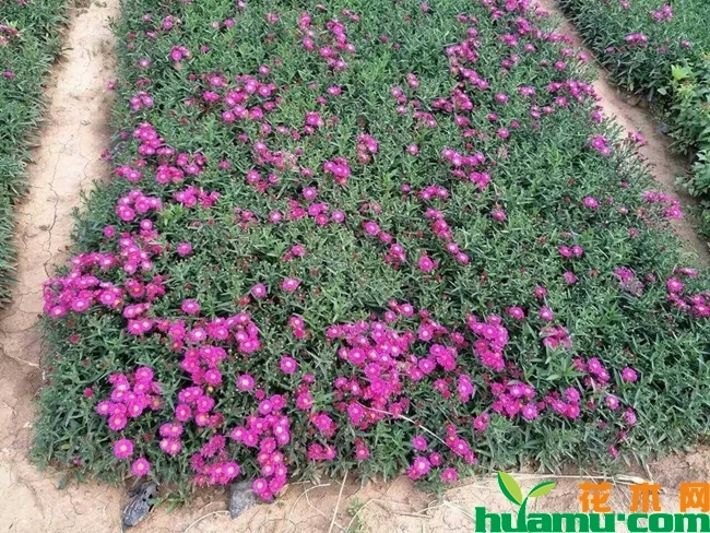 宿根福禄考种植基地.jpg