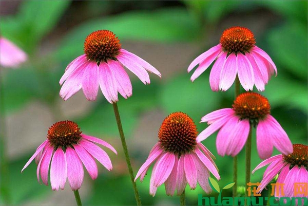 松果菊的价格行情 松果菊冬天怎么养？