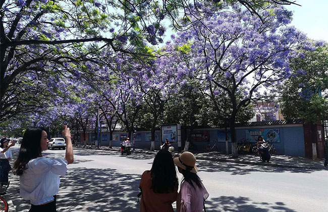 蓝花楹