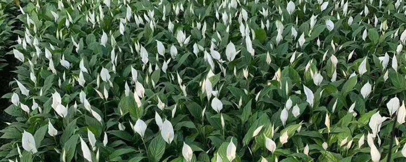 盆栽植物怎么换营养土